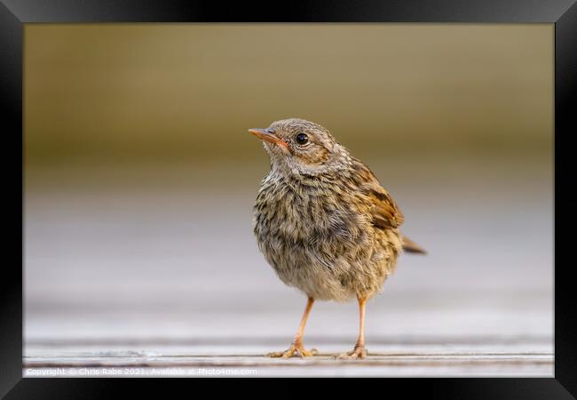 Dunnock juvenile perched on garden decking, Framed Print by Chris Rabe