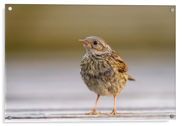 Dunnock juvenile perched on garden decking, Acrylic by Chris Rabe