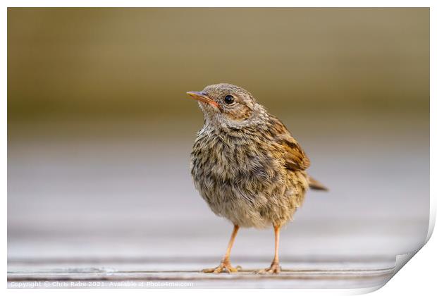 Dunnock juvenile perched on garden decking, Print by Chris Rabe