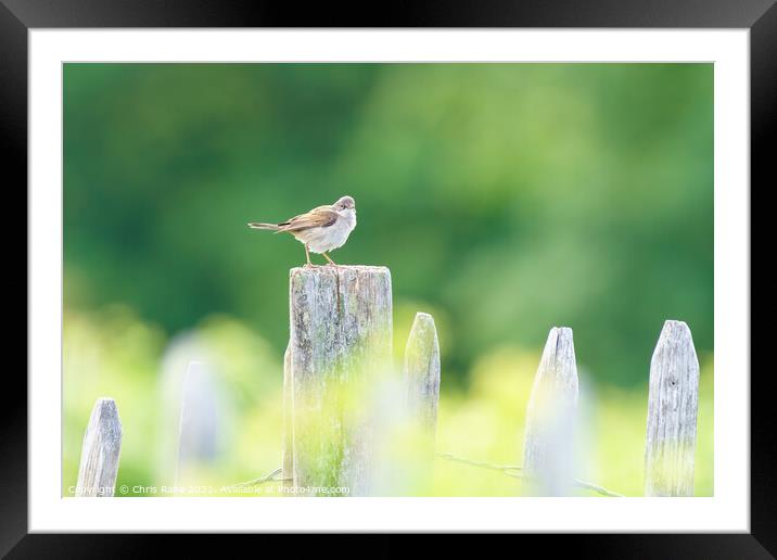 Common Whitethroat on a fence post Framed Mounted Print by Chris Rabe