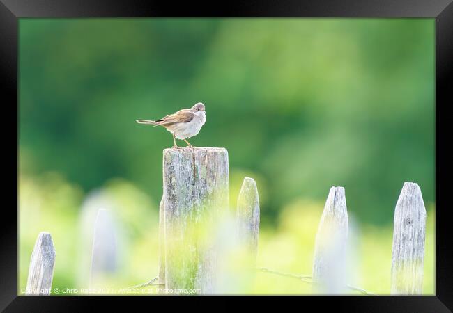 Common Whitethroat on a fence post Framed Print by Chris Rabe