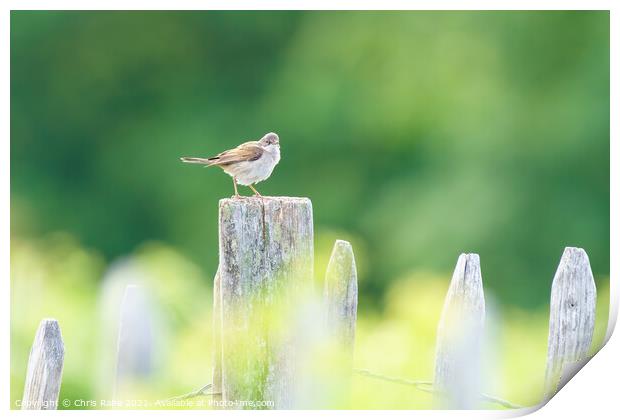 Common Whitethroat on a fence post Print by Chris Rabe