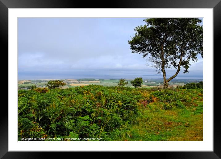  Somerset Levels from the Quantocks Framed Mounted Print by Diana Mower