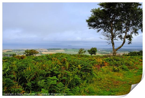  Somerset Levels from the Quantocks Print by Diana Mower