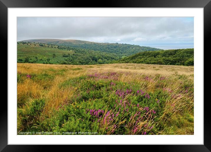 The Quantock Hills and woodlands Somerset Framed Mounted Print by Diana Mower
