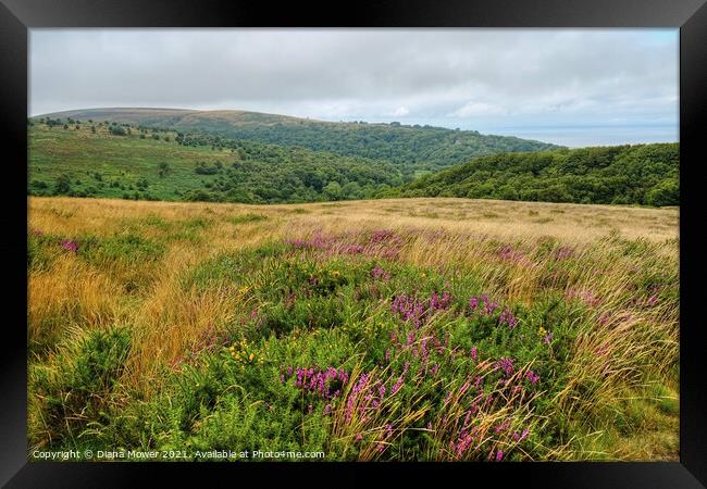 The Quantock Hills and woodlands Somerset Framed Print by Diana Mower