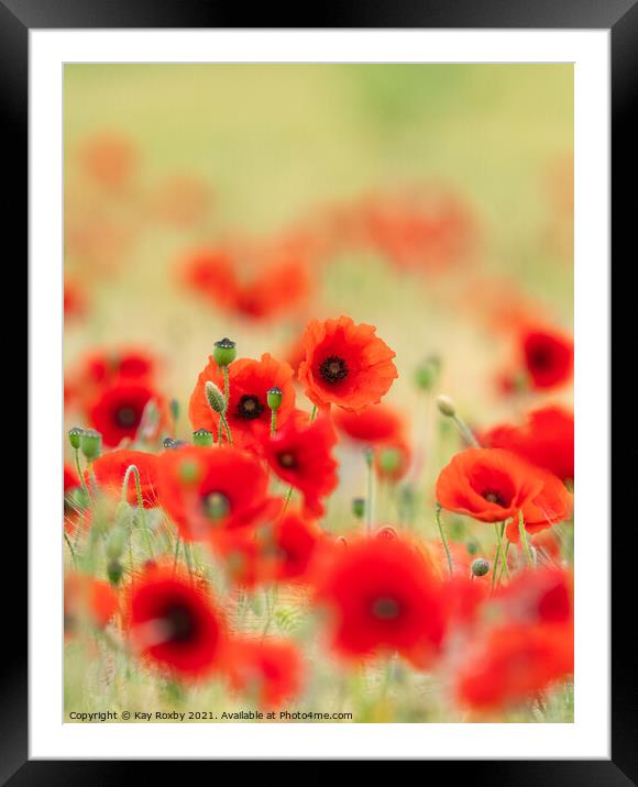 Red poppies Framed Mounted Print by Kay Roxby