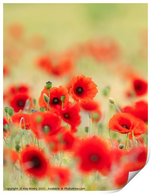 Red poppies Print by Kay Roxby