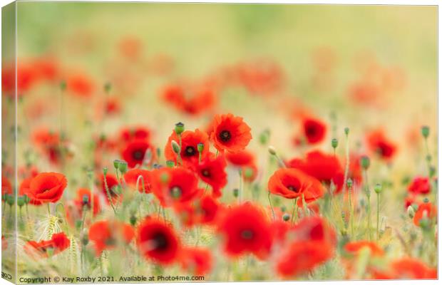 Poppies Canvas Print by Kay Roxby