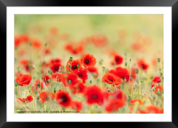 Poppies Framed Mounted Print by Kay Roxby