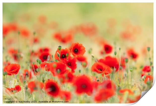Poppies Print by Kay Roxby