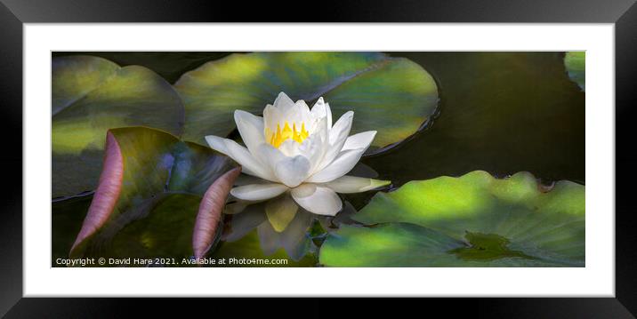 Water Lily Framed Mounted Print by David Hare