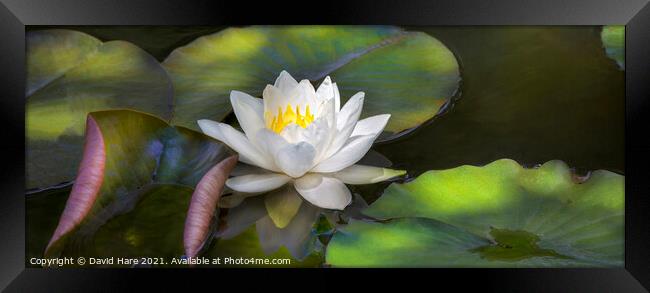 Water Lily Framed Print by David Hare