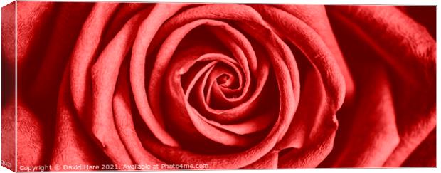 Red Rose Canvas Print by David Hare
