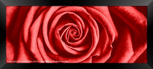 Red Rose Framed Print by David Hare