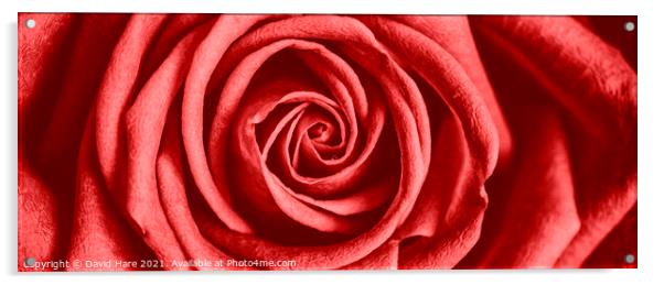 Red Rose Acrylic by David Hare