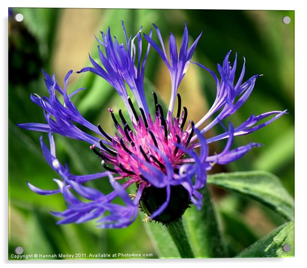 Cornflower Acrylic by Hannah Morley