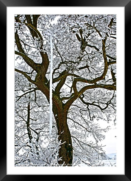 Tree in the snow. Framed Mounted Print by Philip Gough