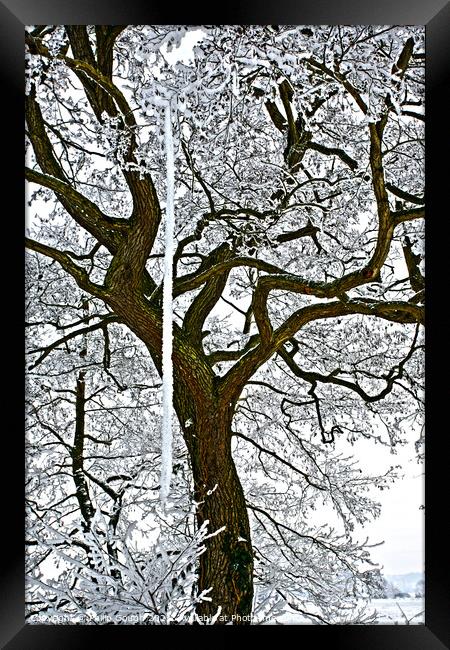Tree in the snow. Framed Print by Philip Gough