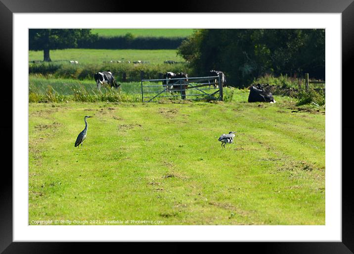 Cranes in Somerset Framed Mounted Print by Philip Gough