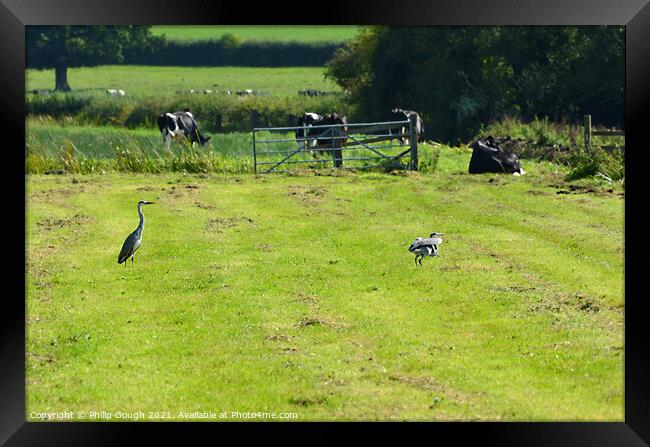 Cranes in Somerset Framed Print by Philip Gough