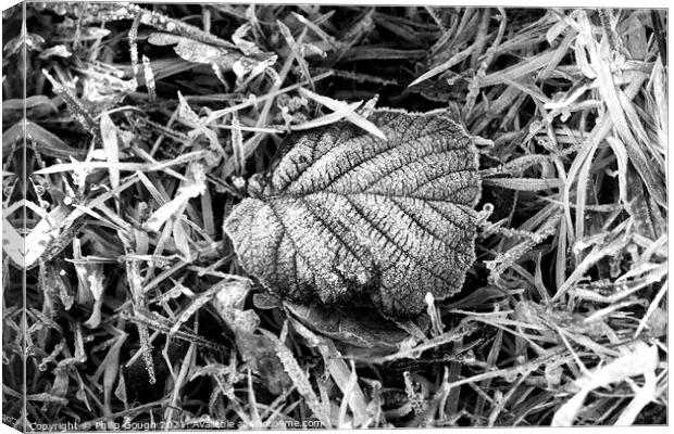 A frosty leaf laying on the ground  Canvas Print by Philip Gough