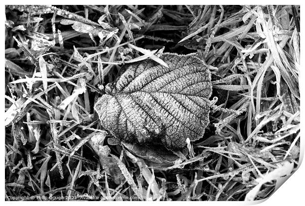 A frosty leaf laying on the ground  Print by Philip Gough