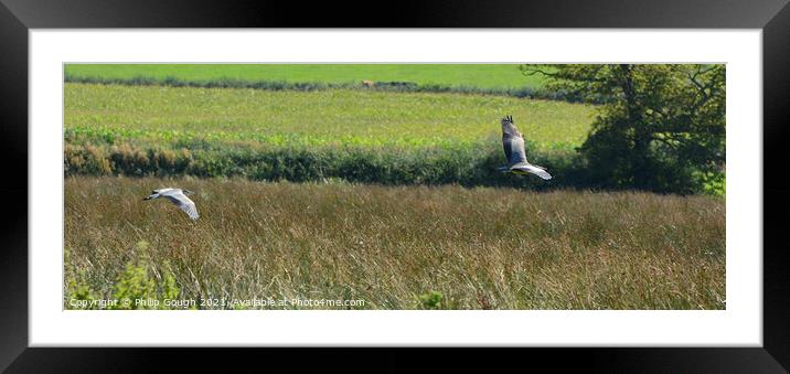 Cranes in Flight Framed Mounted Print by Philip Gough