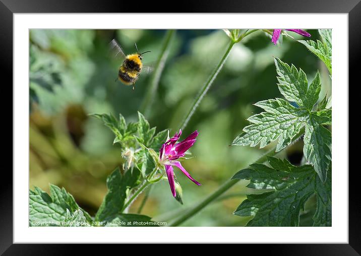 Bee in search Framed Mounted Print by Philip Gough