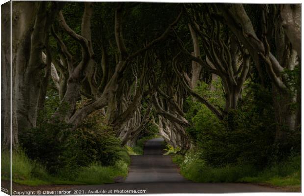 The Dark Hedges Canvas Print by Dave Harbon