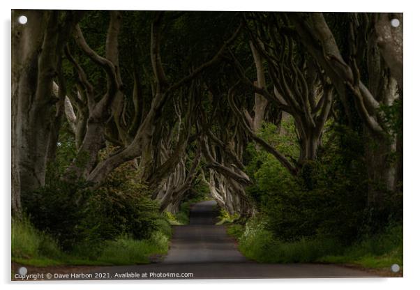 The Dark Hedges Acrylic by Dave Harbon