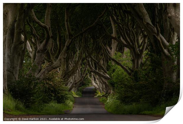 The Dark Hedges Print by Dave Harbon