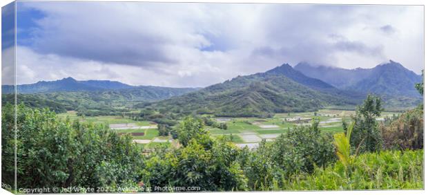 Hanalei Valley Taro fields Canvas Print by Jeff Whyte