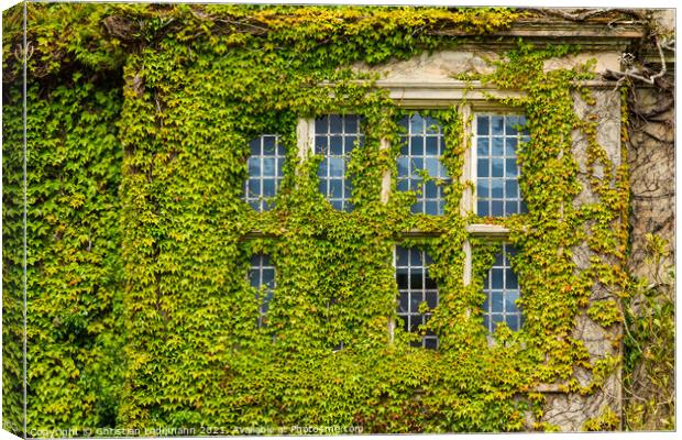 overgrown window, Muckross House, Killarney, Irela Canvas Print by Christian Lademann
