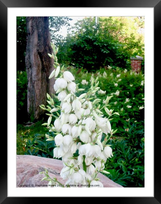 White Flowers Framed Mounted Print by Stephanie Moore