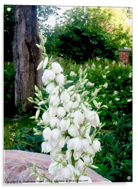 White Flowers Acrylic by Stephanie Moore