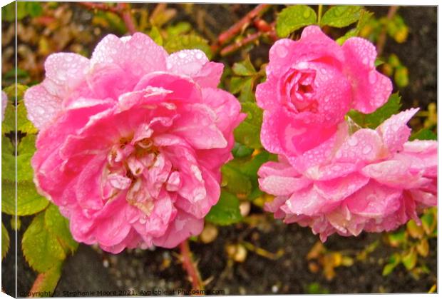 Wet pink roses Canvas Print by Stephanie Moore