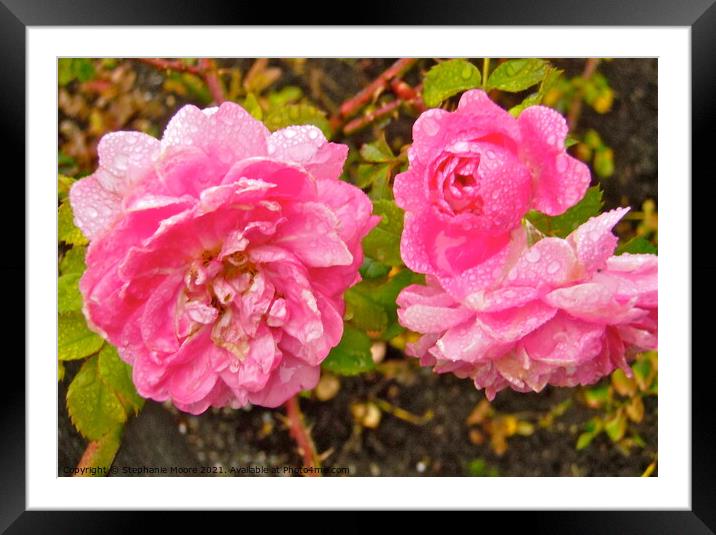 Wet pink roses Framed Mounted Print by Stephanie Moore