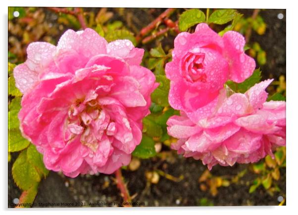 Wet pink roses Acrylic by Stephanie Moore