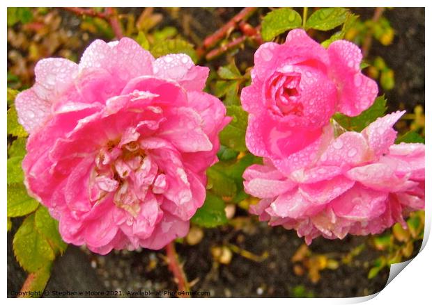 Wet pink roses Print by Stephanie Moore