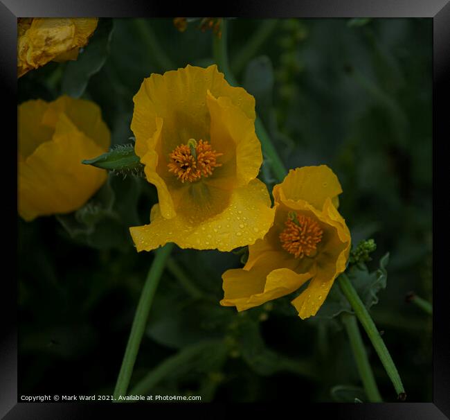 Sea Poppy Framed Print by Mark Ward