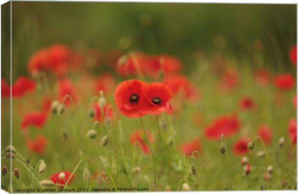 Together poppies Canvas Print by Simon Johnson