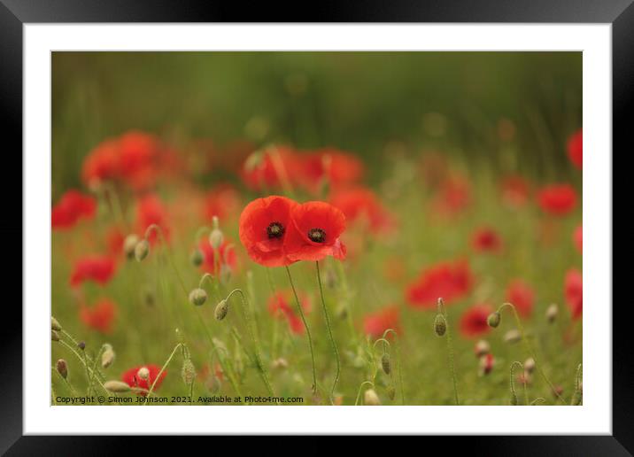 Together poppies Framed Mounted Print by Simon Johnson
