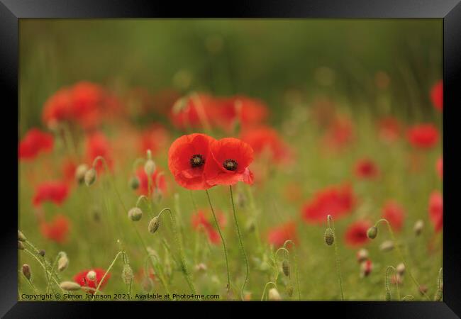 Together poppies Framed Print by Simon Johnson