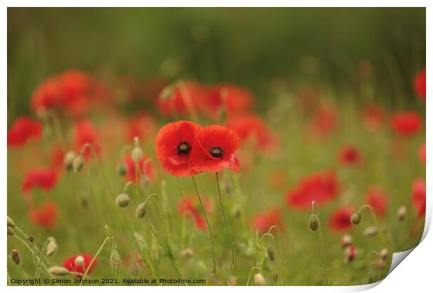 Together poppies Print by Simon Johnson
