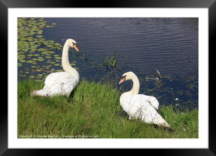 Mute Swans Framed Mounted Print by Andrew Bell
