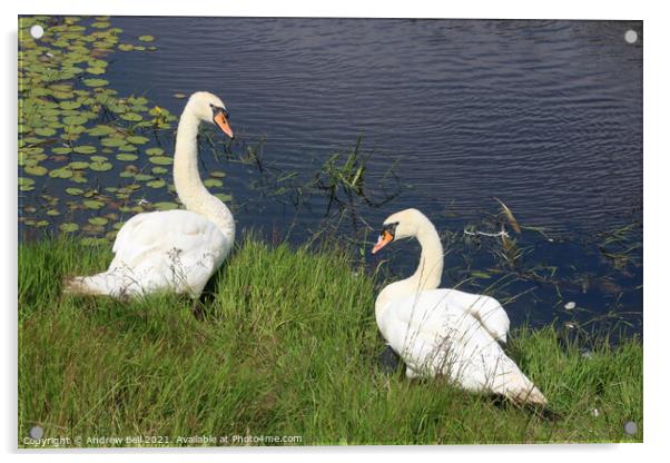 Mute Swans Acrylic by Andrew Bell