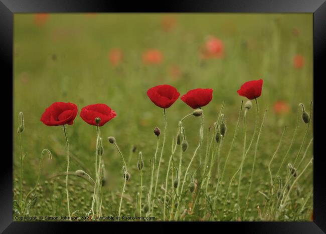 Five poppies Framed Print by Simon Johnson