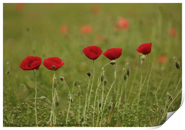 Five poppies Print by Simon Johnson