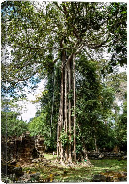 Tree in Cambodia Canvas Print by Ian Miller